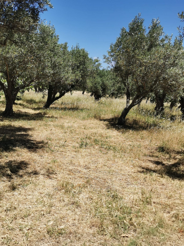 Immagine 6 di Terreno in vendita  in via galiani a Catanzaro