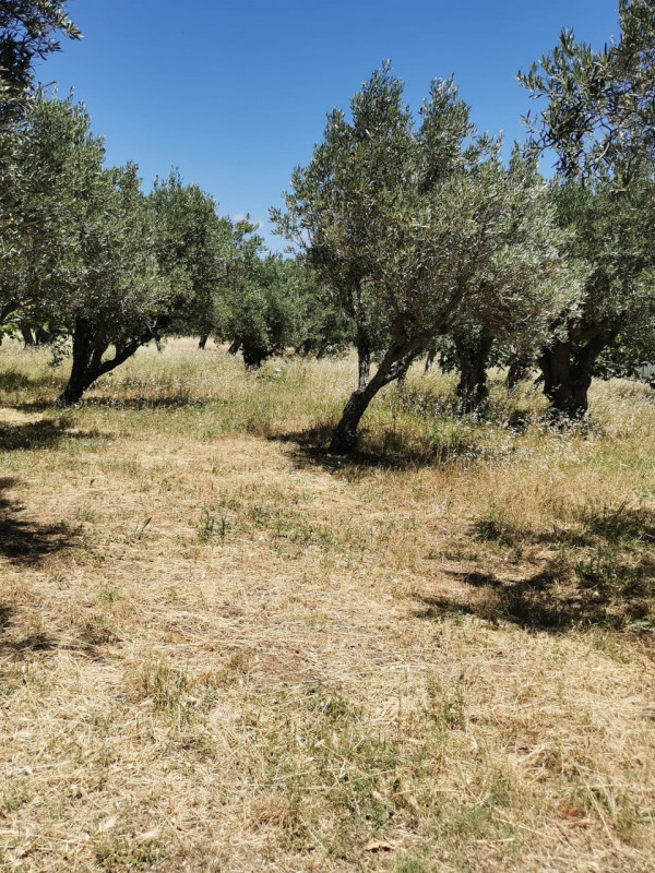 Immagine 7 di Terreno in vendita  in via galiani a Catanzaro