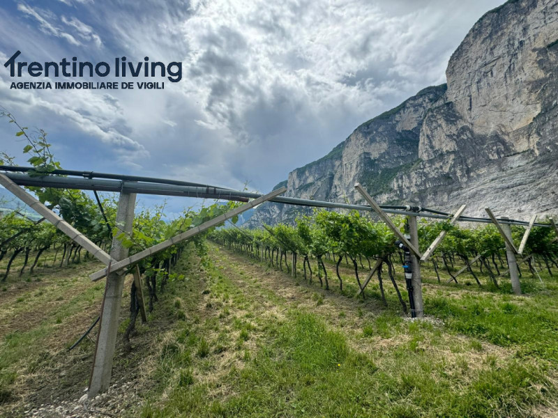 Immagine 3 di Terreno in vendita  a San Michele All'adige