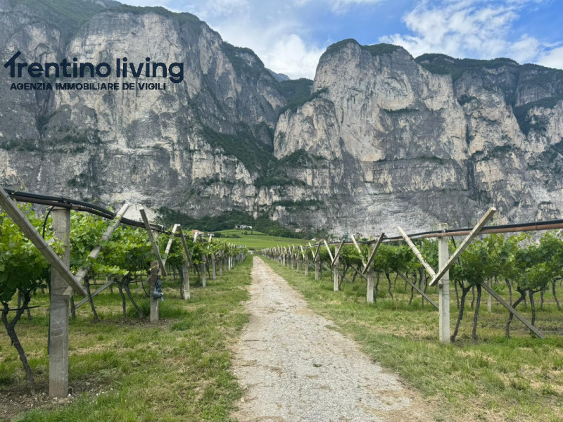 Immagine 4 di Terreno in vendita  a San Michele All'adige