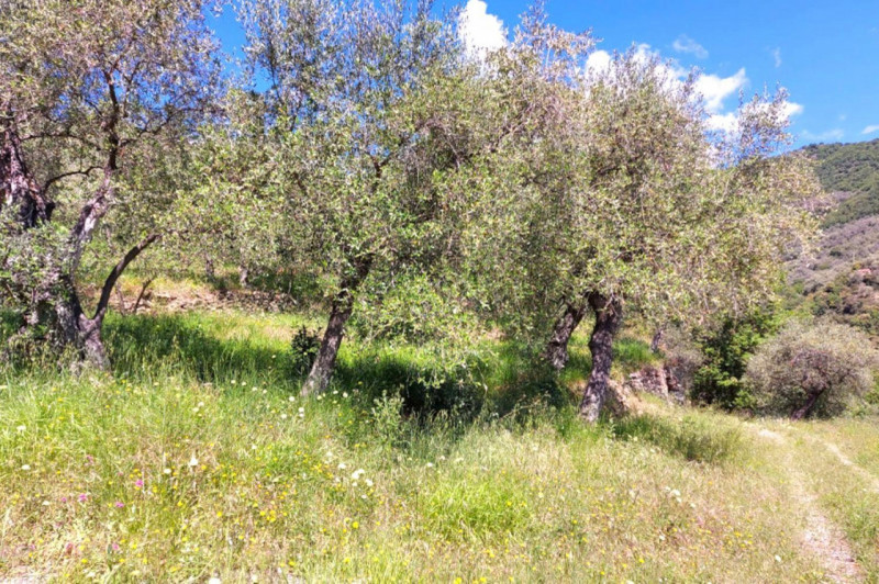 Immagine 6 di Terreno in vendita  in Strada Provinciale 45, N. snc a Pietrabruna