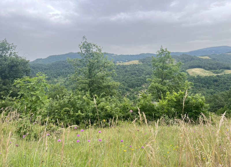 Immagine 24 di Rustico / casale in vendita  in Loc. Campello a Terenzo
