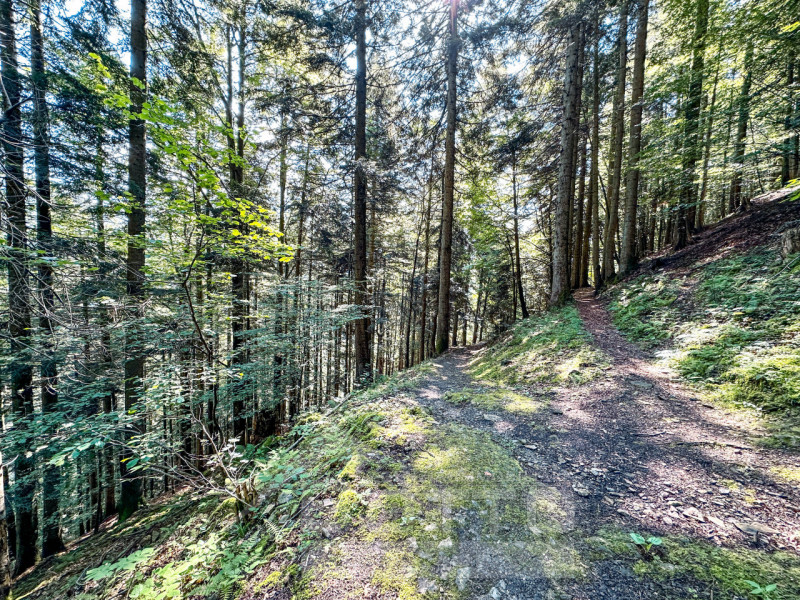 Immagine 23 di Rustico / casale in vendita  a Fobello