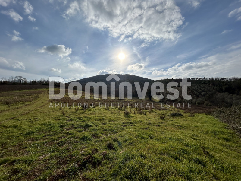 Immagine 13 di Rustico / casale in vendita  in Strada della Sgrilla a Capalbio