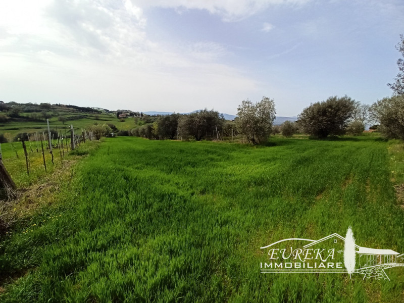 Immagine 2 di Terreno in vendita  in gioiella a Castiglione Del Lago