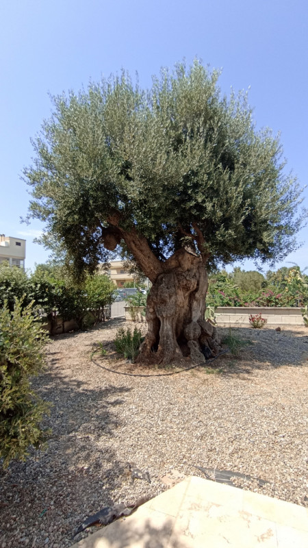 Immagine 63 di Villa in vendita  in CASAV a Fasano