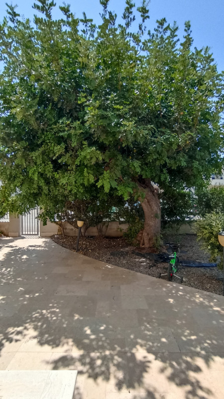 Immagine 64 di Villa in vendita  in CASAV a Fasano