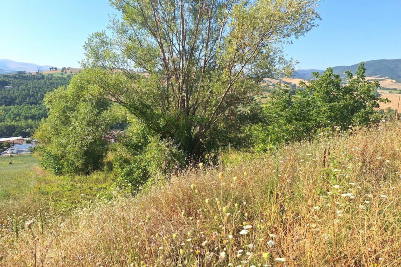 Immagine 5 di Terreno in vendita  in Strada Provinciale 45, N. snc a Pietrabruna