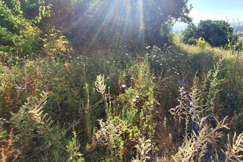 Immagine 8 di Terreno in vendita  in Strada Provinciale 45, N. snc a Pietrabruna