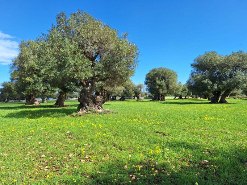 Immagine 8 di Cantina in vendita  in Via Antonio Gramsci, N. 50 a Foligno