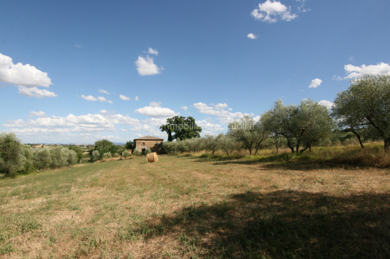 Immagine 5 di Rustico / casale in vendita  a Torrita Di Siena