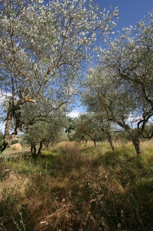 Immagine 6 di Rustico / casale in vendita  a Torrita Di Siena