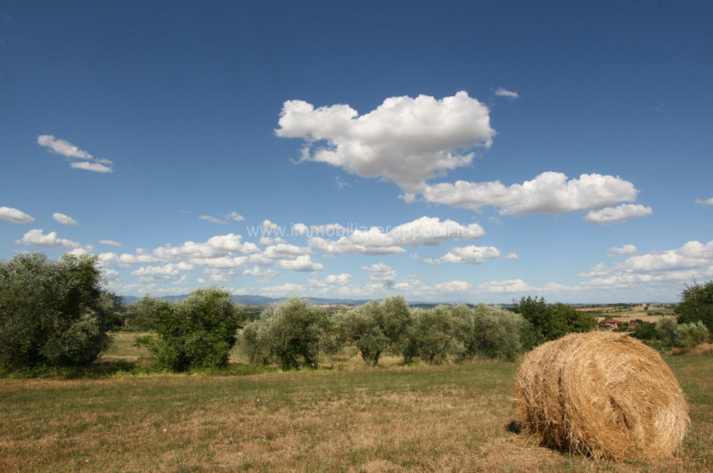 Immagine 7 di Rustico / casale in vendita  a Torrita Di Siena