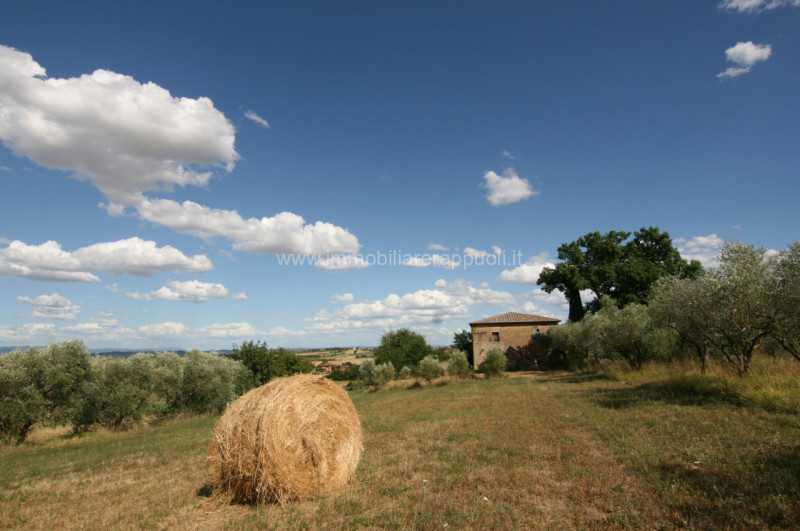 Immagine 8 di Rustico / casale in vendita  a Torrita Di Siena