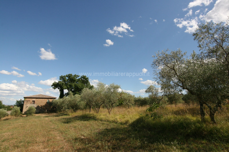 Immagine 9 di Rustico / casale in vendita  a Torrita Di Siena