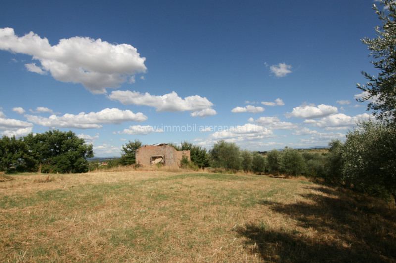 Immagine 13 di Rustico / casale in vendita  a Torrita Di Siena
