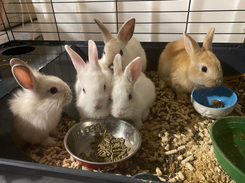 Immagine 1 di Attività commerciale in vendita  in via palestro a Calvisano