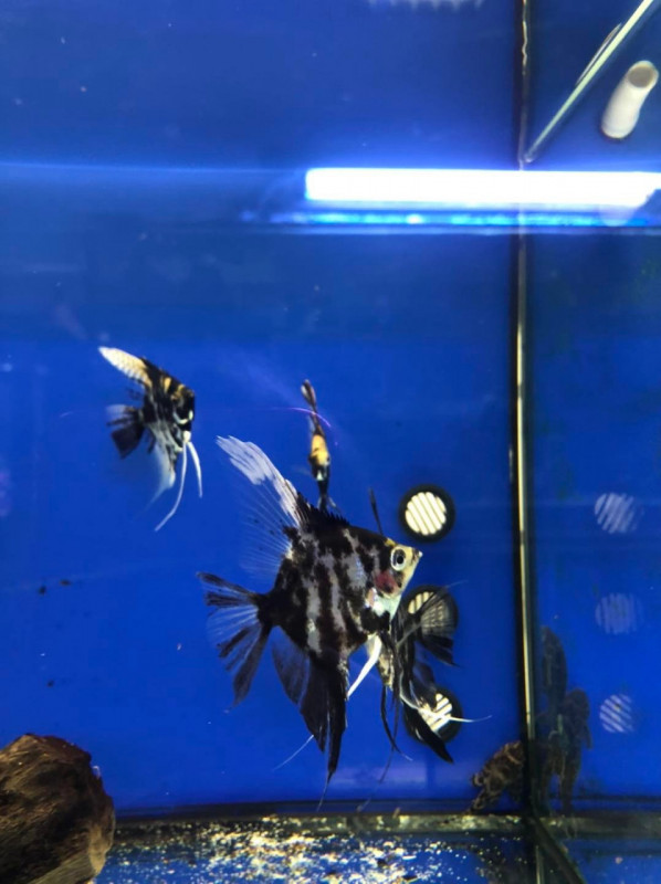 Immagine 2 di Attività commerciale in vendita  in via palestro a Calvisano