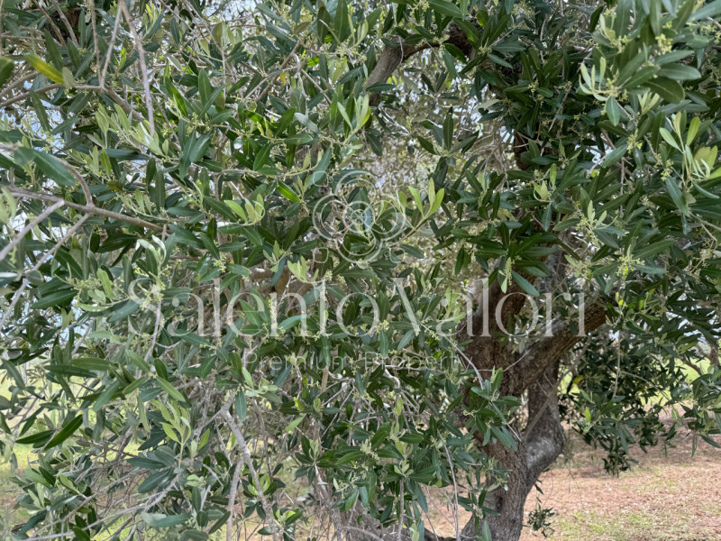 Immagine 2 di Villa in vendita  in Contrada La Corte a Parabita