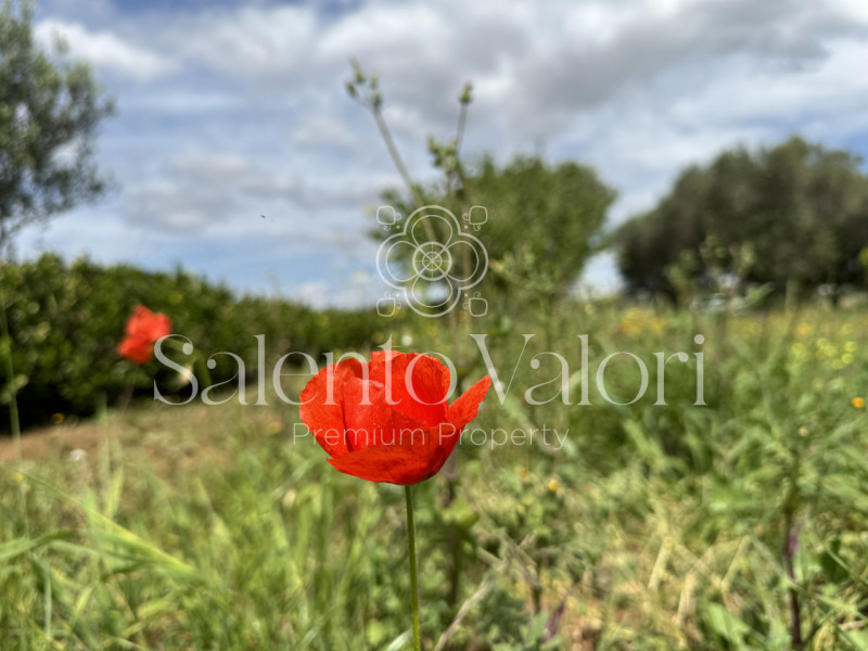 Immagine 8 di Villa in vendita  in Contrada La Corte a Parabita