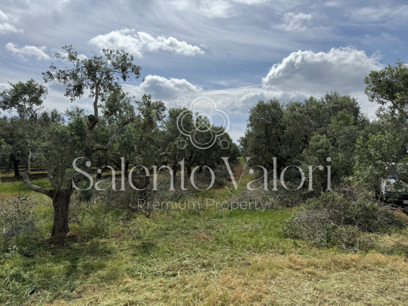 Immagine 10 di Villa in vendita  in Contrada La Corte a Parabita