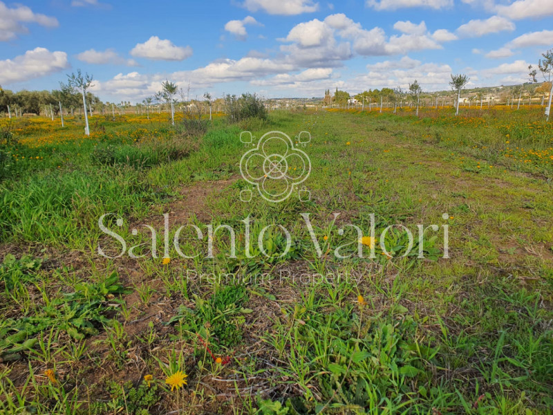 Immagine 5 di Terreno in vendita  in Contrada Tammali a Parabita