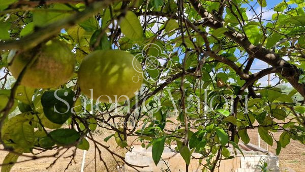Immagine 10 di Terreno in vendita  in Contrada Tuli-Jala a Parabita