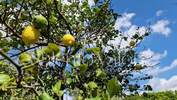 Immagine 11 di Terreno in vendita  in Contrada Tuli-Jala a Parabita