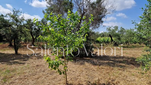 Immagine 22 di Terreno in vendita  in Contrada Tuli-Jala a Parabita