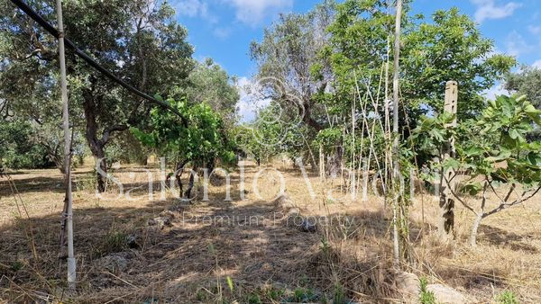 Immagine 23 di Terreno in vendita  in Contrada Tuli-Jala a Parabita