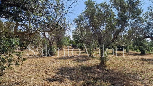 Immagine 24 di Terreno in vendita  in Contrada Tuli-Jala a Parabita
