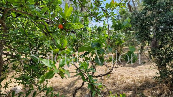 Immagine 25 di Terreno in vendita  in Contrada Tuli-Jala a Parabita