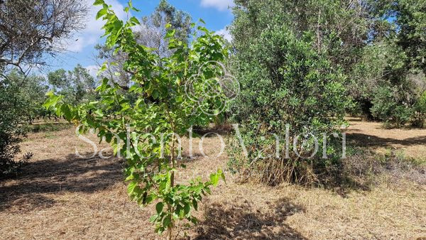 Immagine 26 di Terreno in vendita  in Contrada Tuli-Jala a Parabita