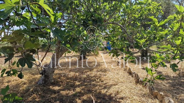 Immagine 34 di Terreno in vendita  in Contrada Tuli-Jala a Parabita