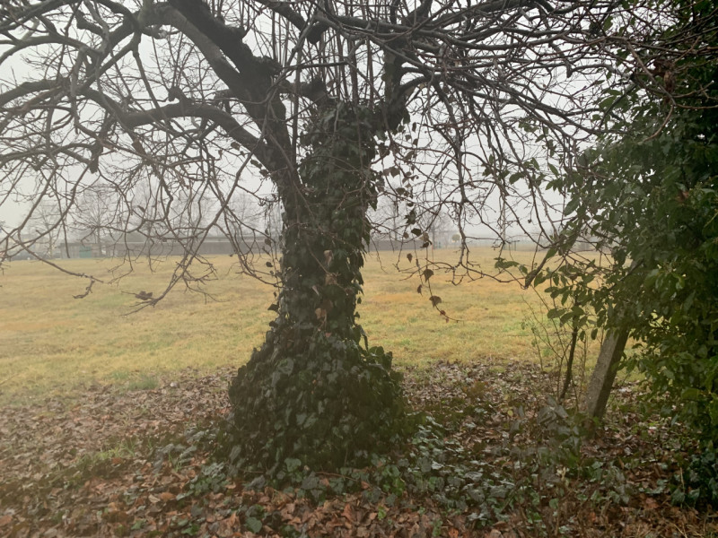 Immagine 4 di Casa indipendente in vendita  a Dueville