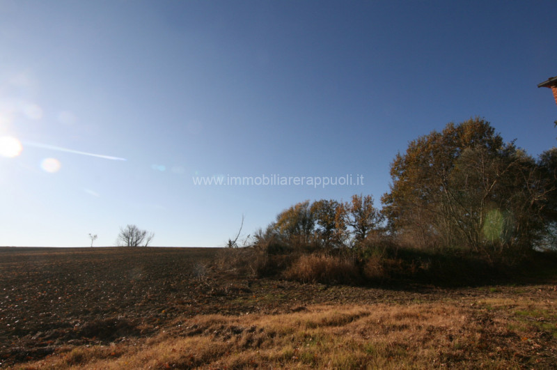 Immagine 7 di Rustico / casale in vendita  a Asciano
