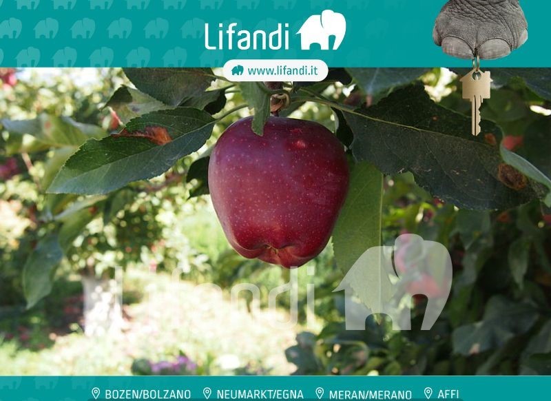 Immagine 1 di Terreno in vendita  in Termeno a Termeno Sulla Strada Del Vino .Tramin An Der.