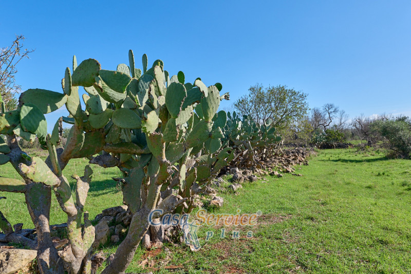 Immagine 4 di Terreno in vendita  in Contrada Stallone a Matino