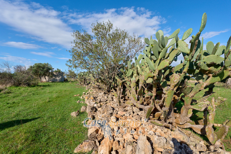 Immagine 5 di Terreno in vendita  in Contrada Stallone a Matino