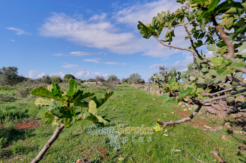 Immagine 7 di Terreno in vendita  in Contrada Stallone a Matino