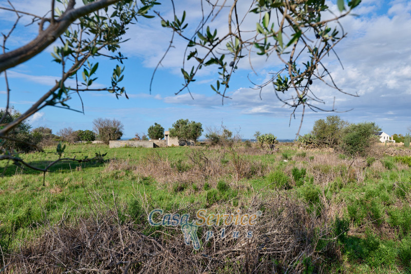 Immagine 10 di Terreno in vendita  in Contrada Stallone a Matino