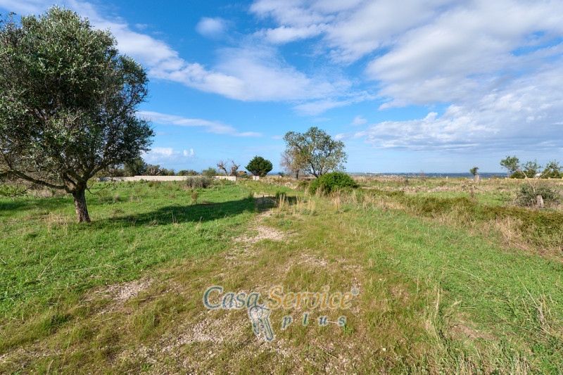 Immagine 15 di Terreno in vendita  in Contrada Stallone a Matino