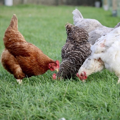 Immagine 2 di Attività commerciale in vendita  a Monselice