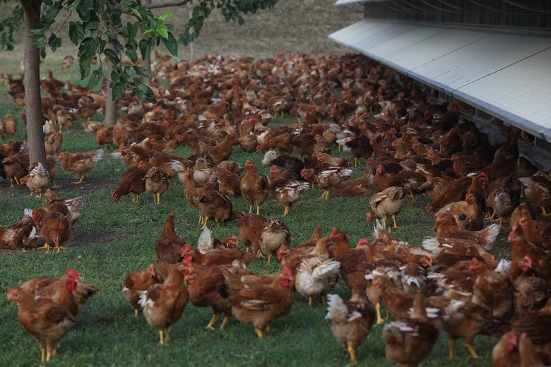 Immagine 3 di Attività commerciale in vendita  a Monselice