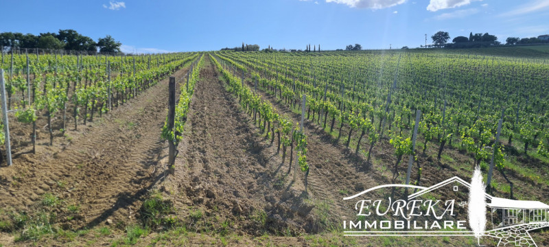 Immagine 13 di Terreno in vendita  in montepulciano a Montepulciano