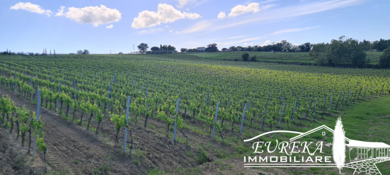 Immagine 14 di Terreno in vendita  in montepulciano a Montepulciano