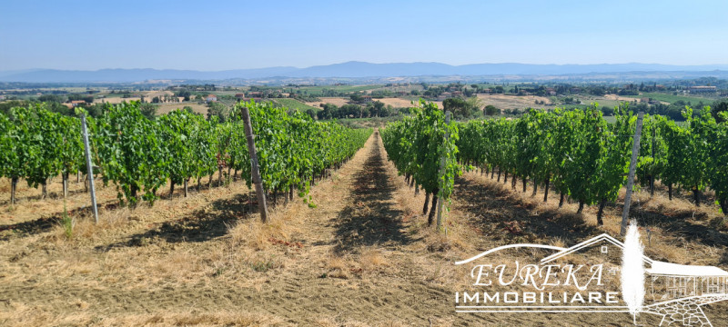 Immagine 15 di Terreno in vendita  in montepulciano a Montepulciano
