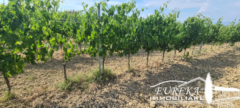 Immagine 16 di Terreno in vendita  in montepulciano a Montepulciano