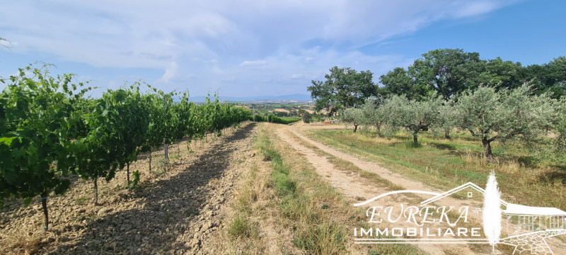 Immagine 17 di Terreno in vendita  in montepulciano a Montepulciano