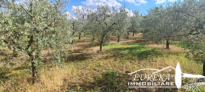 Immagine 18 di Terreno in vendita  in montepulciano a Montepulciano